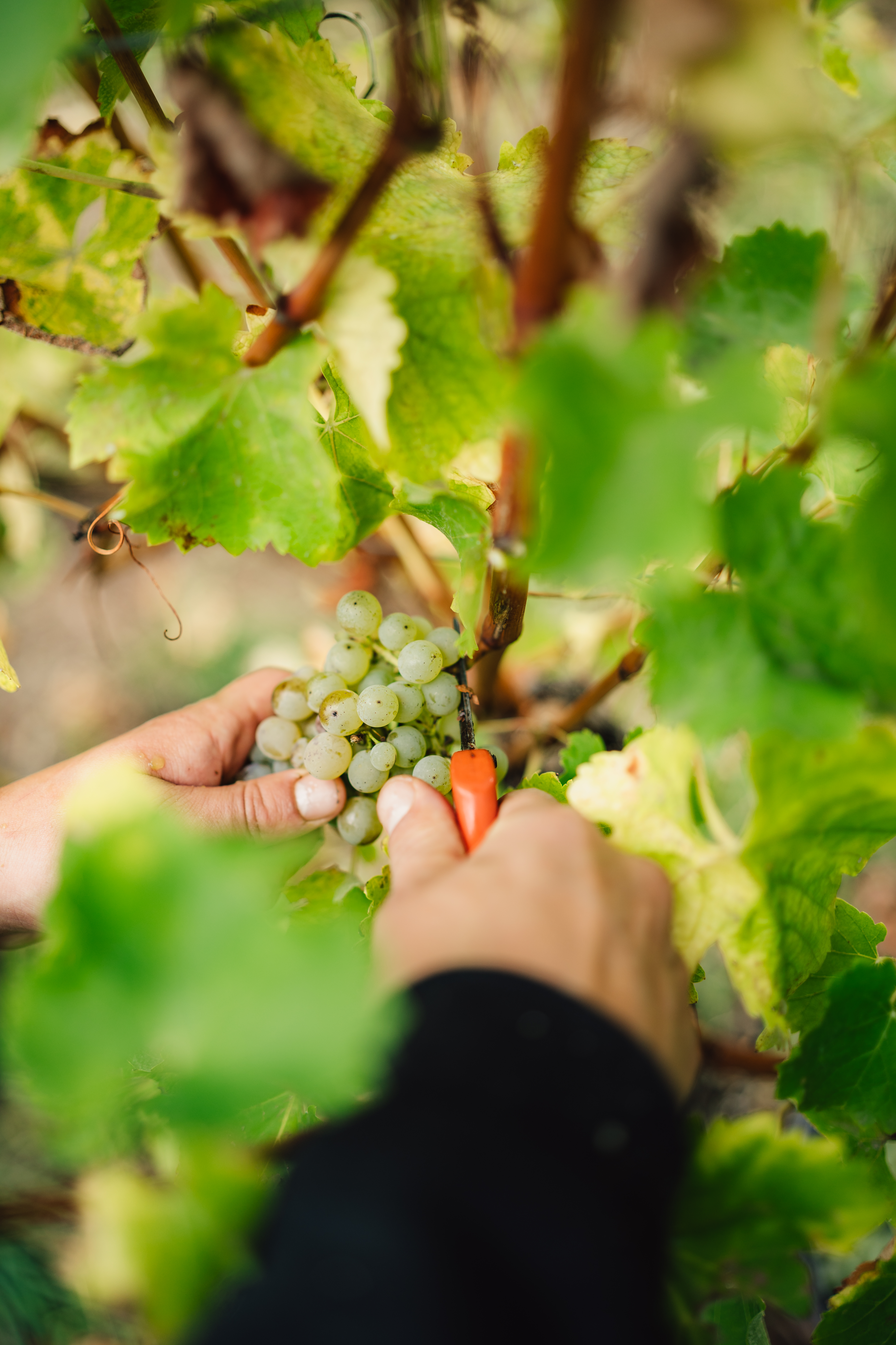 NaheWeinClub Event: Weinlese - GUT PHILIPPSHOF Sommerloch - Sonntag 20.09.2026 I 08:30 Uhr